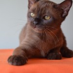 День домашних животных