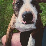 День домашних животных