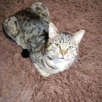 День домашних животных