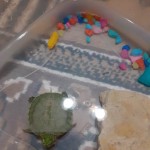 День домашних животных