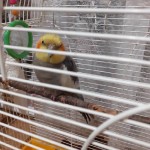 День домашних животных