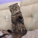 День домашних животных