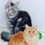 День домашних животных