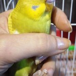 День домашних животных