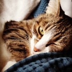 День домашних животных