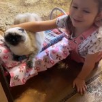 День домашних животных