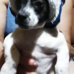 День домашних животных