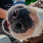 День домашних животных