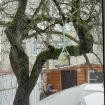 «Покормите птиц зимой»