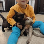 ДЕНЬ ЗАЩИТЫ ДОМАШНИХ ЖИВОТНЫХ